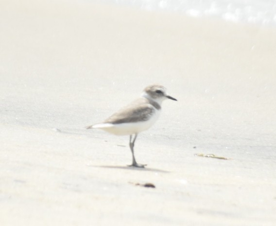 Kentish Plover - ML623974798