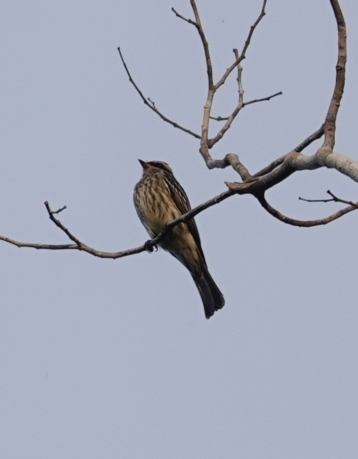 Variegated Flycatcher - ML623974821