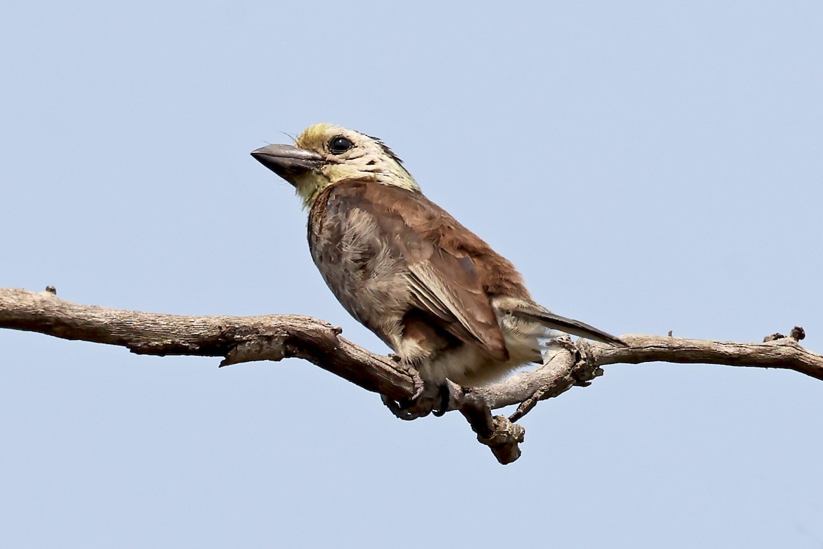 Sarı Kafalı Barbet - ML623974884