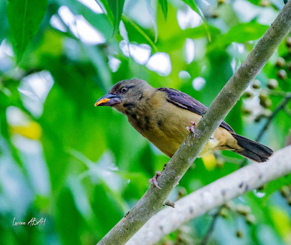 Vieillot's Black Weaver - ML623974909