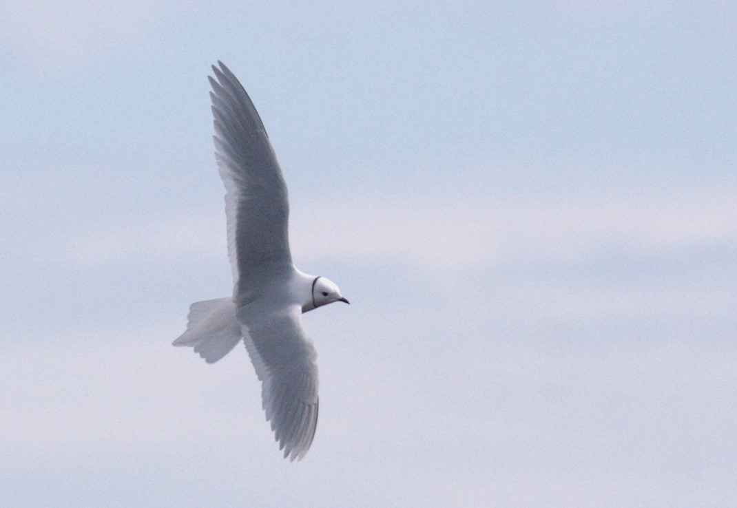 Ross's Gull - Tom Johnson
