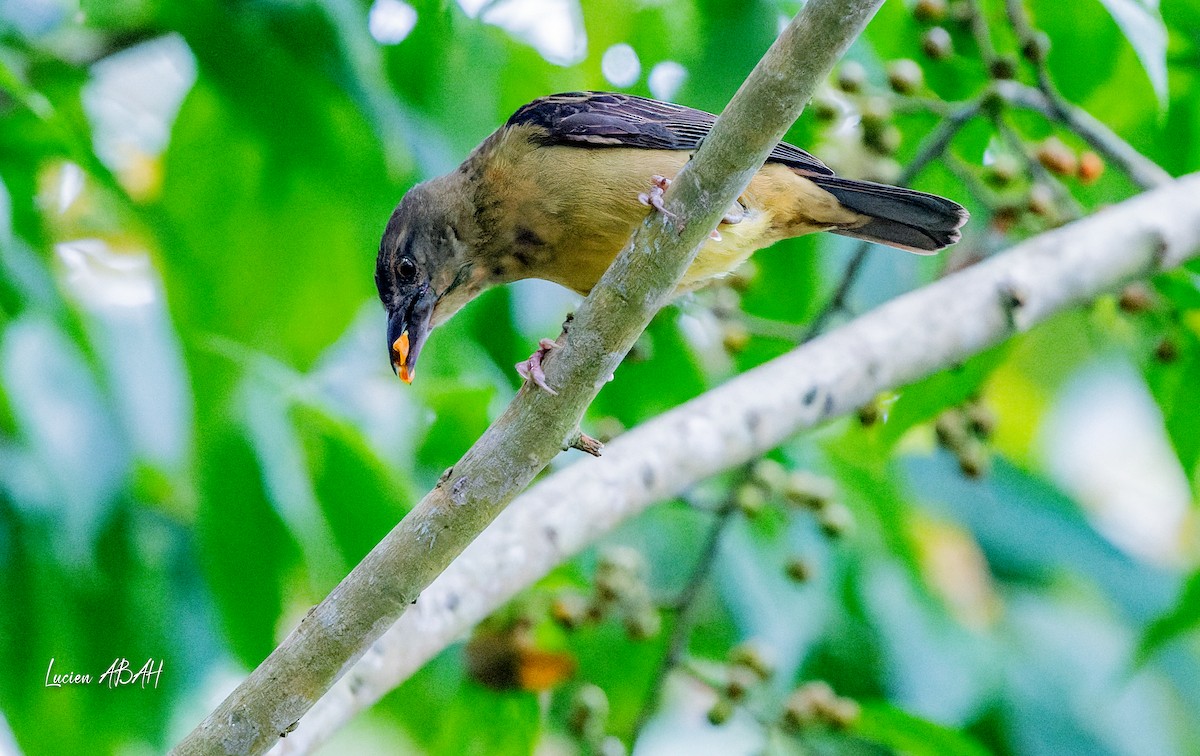 Vieillot's Black Weaver - ML623974910