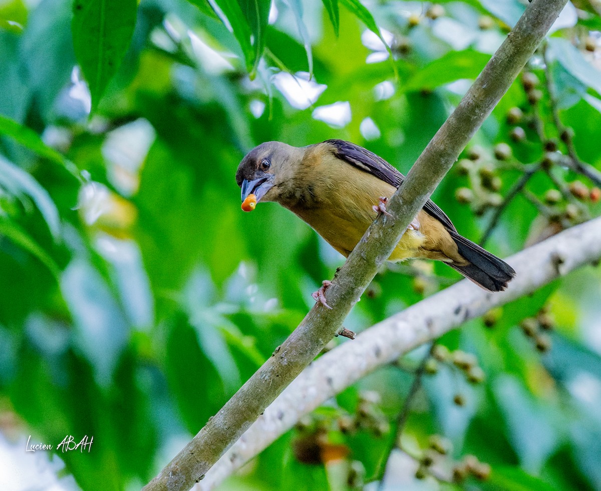 Vieillot's Black Weaver - ML623974911