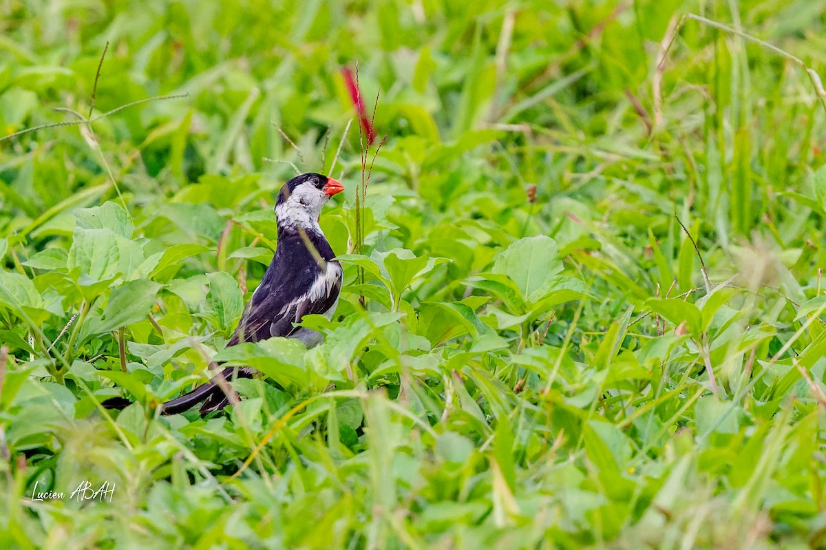 Pin-tailed Whydah - lucien ABAH