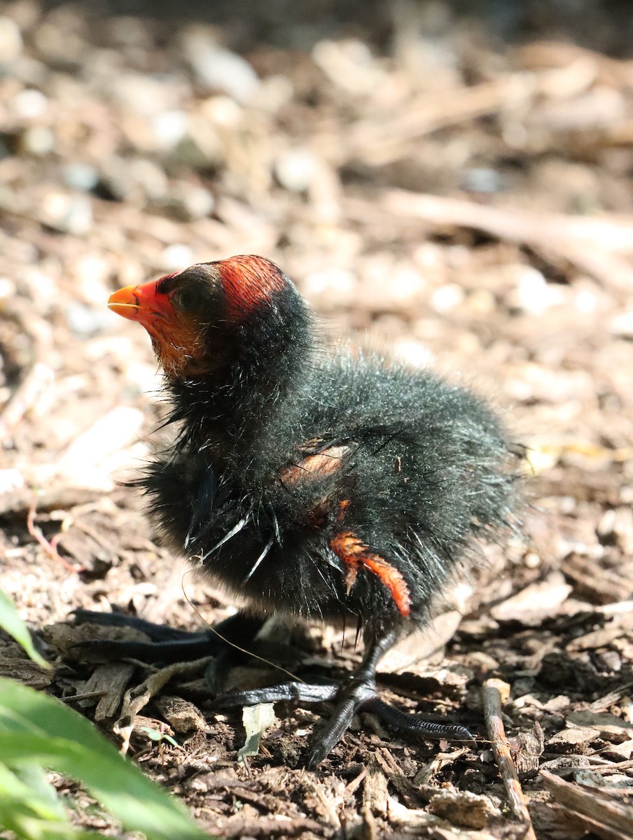 Dusky Moorhen - B C