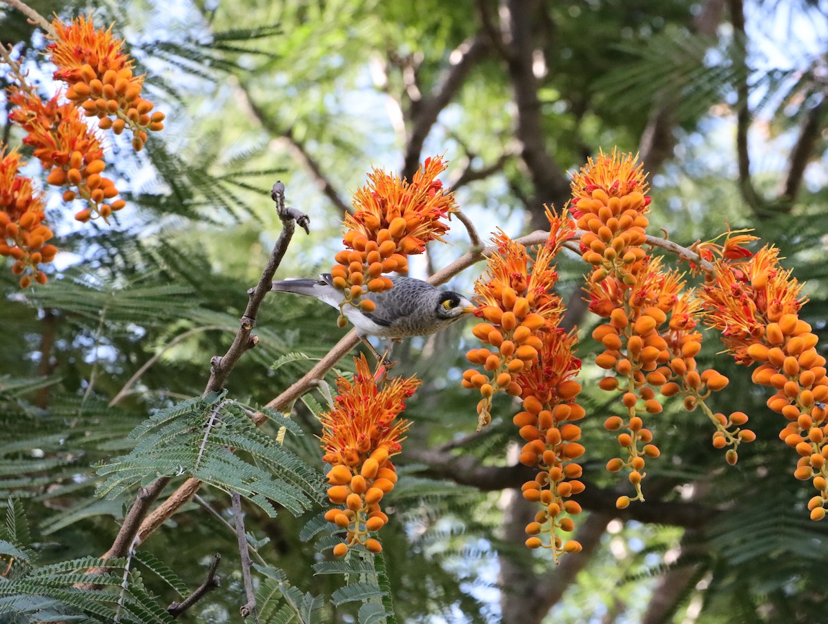 Noisy Miner - ML623974970