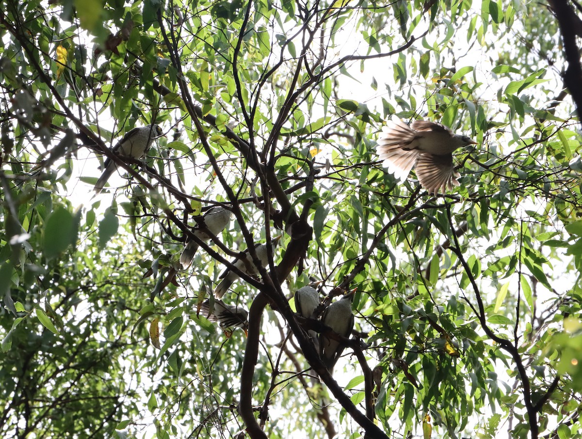 Noisy Miner - ML623974971