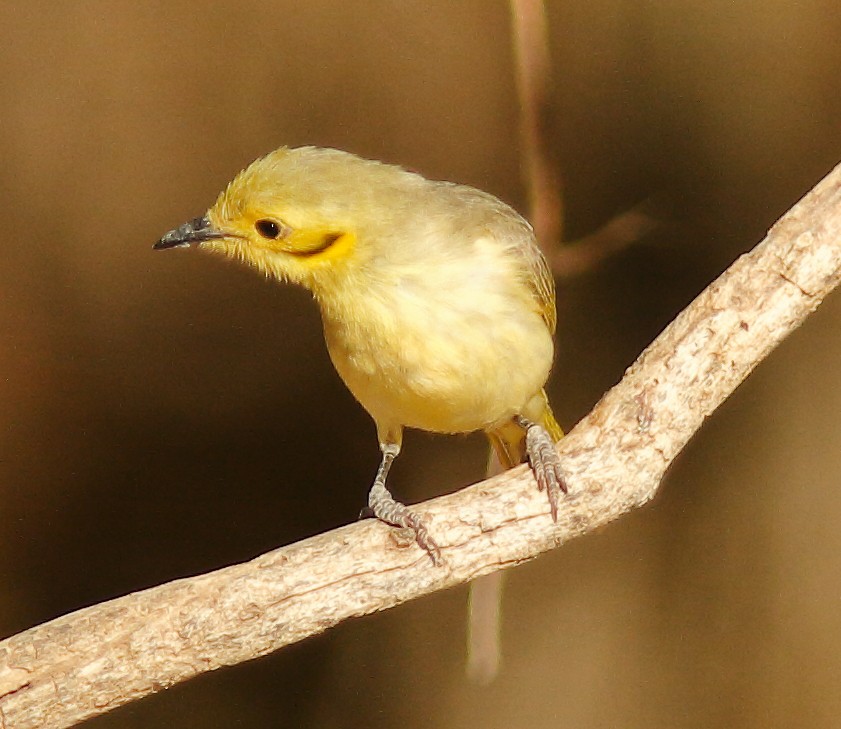 Yellow-tinted Honeyeater - ML623974975