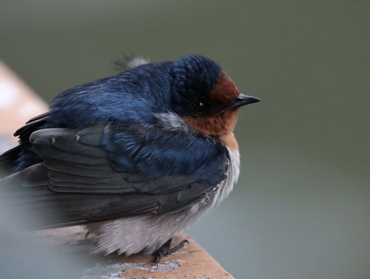 Golondrina Australiana - ML623974984