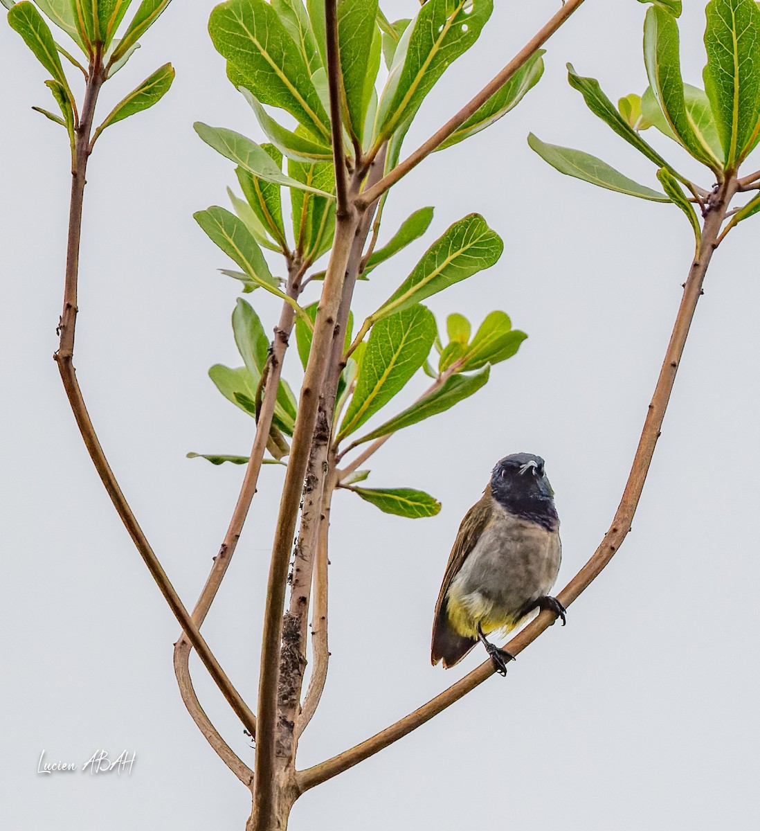 Reichenbach's Sunbird - lucien ABAH