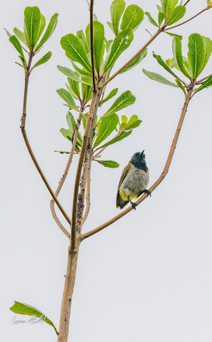 Reichenbach's Sunbird - lucien ABAH