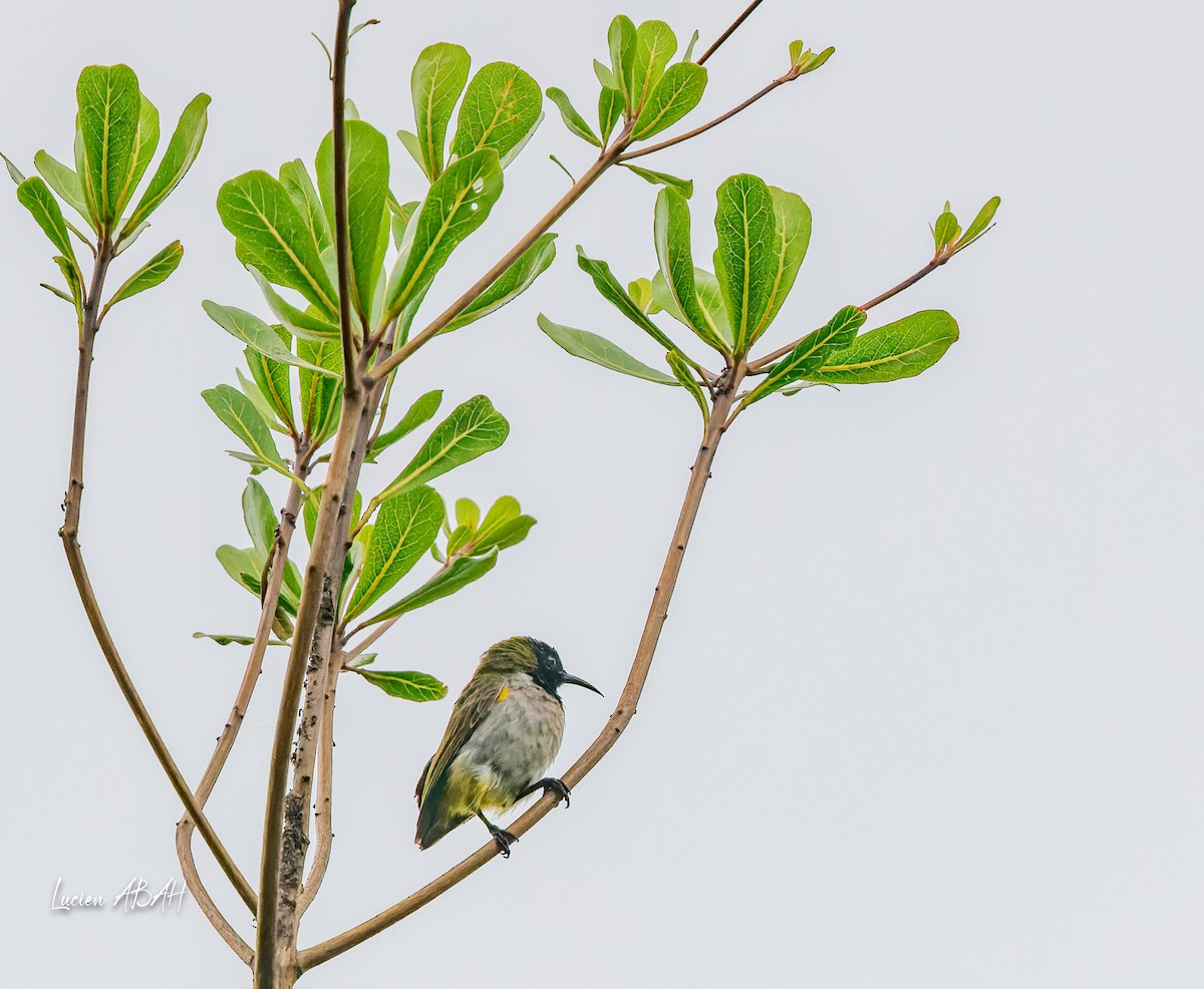 Reichenbach's Sunbird - ML623974999