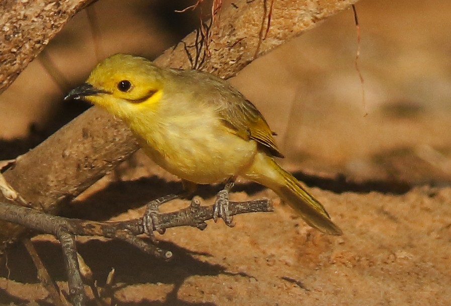 Yellow-tinted Honeyeater - ML623975002