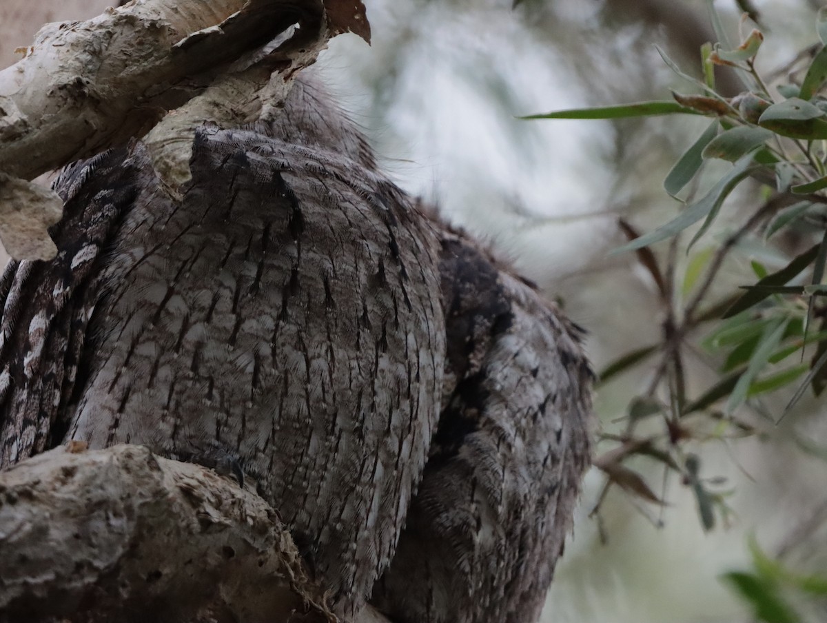 Tawny Frogmouth - ML623975030