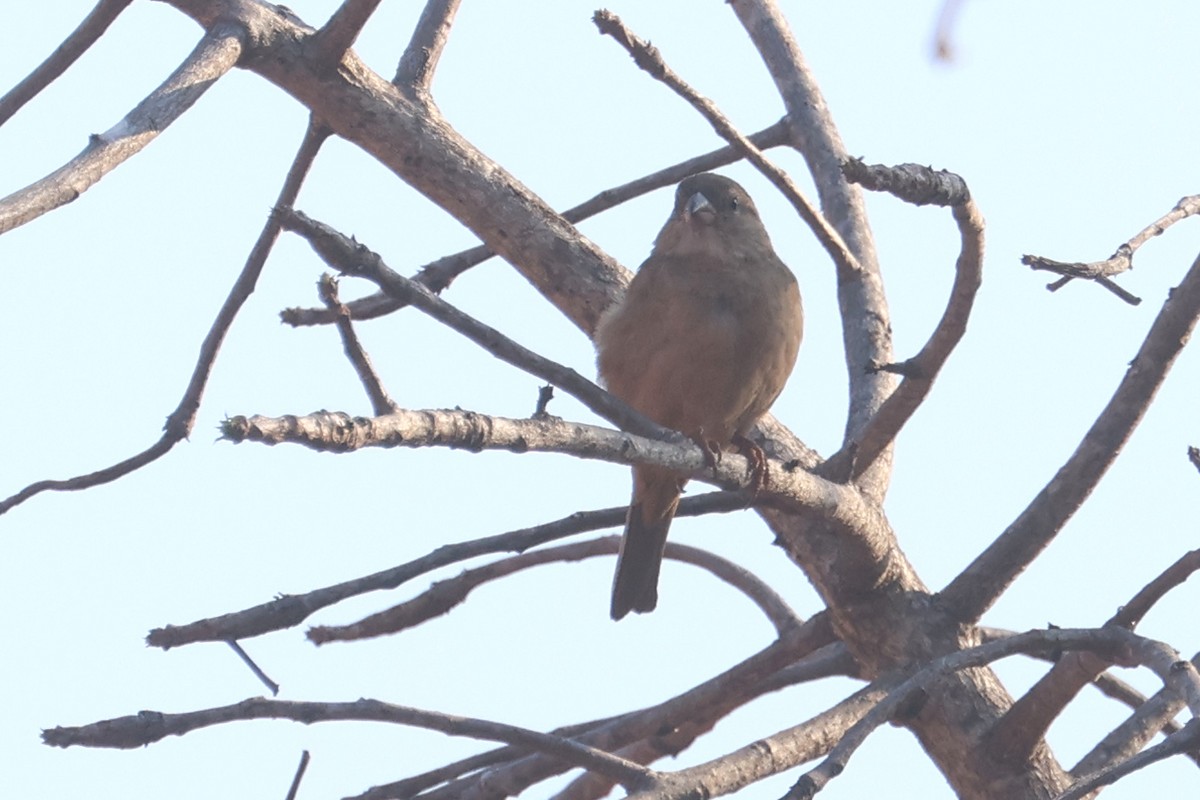 Moineau domestique - ML623975046