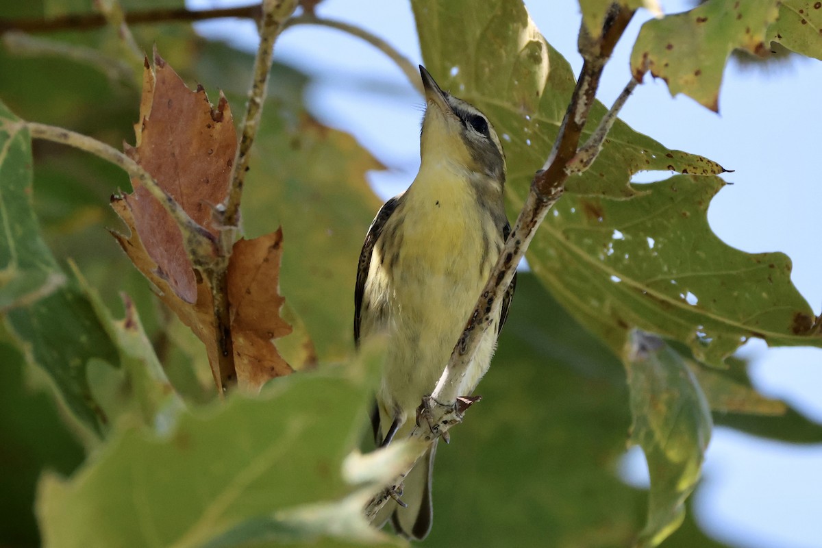 Blackburnian Warbler - ML623975048