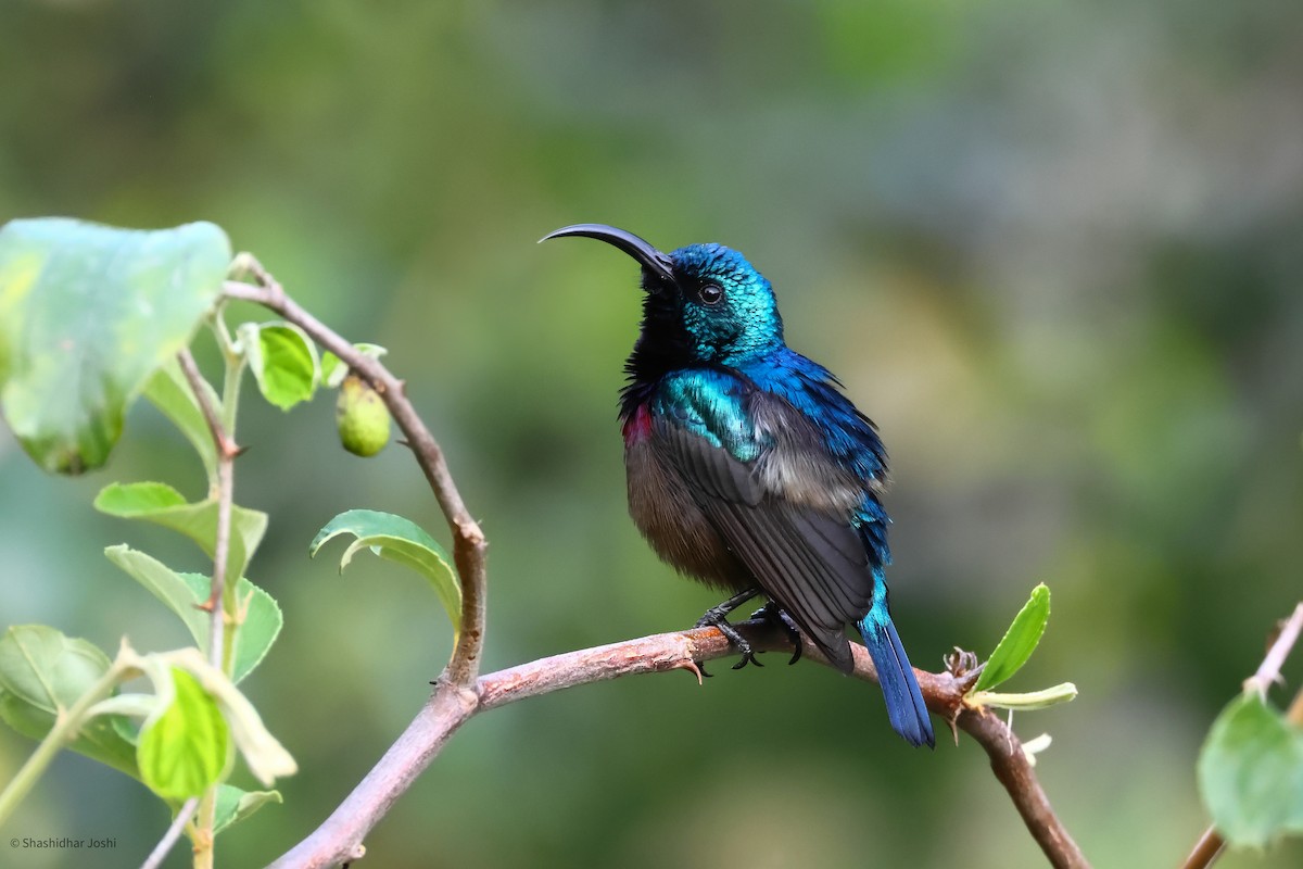 Loten's Sunbird - ML623975051