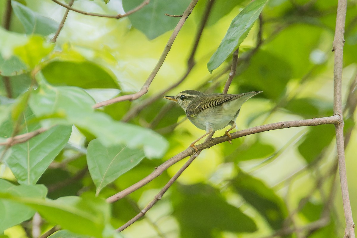 Arctic Warbler - ML623975071