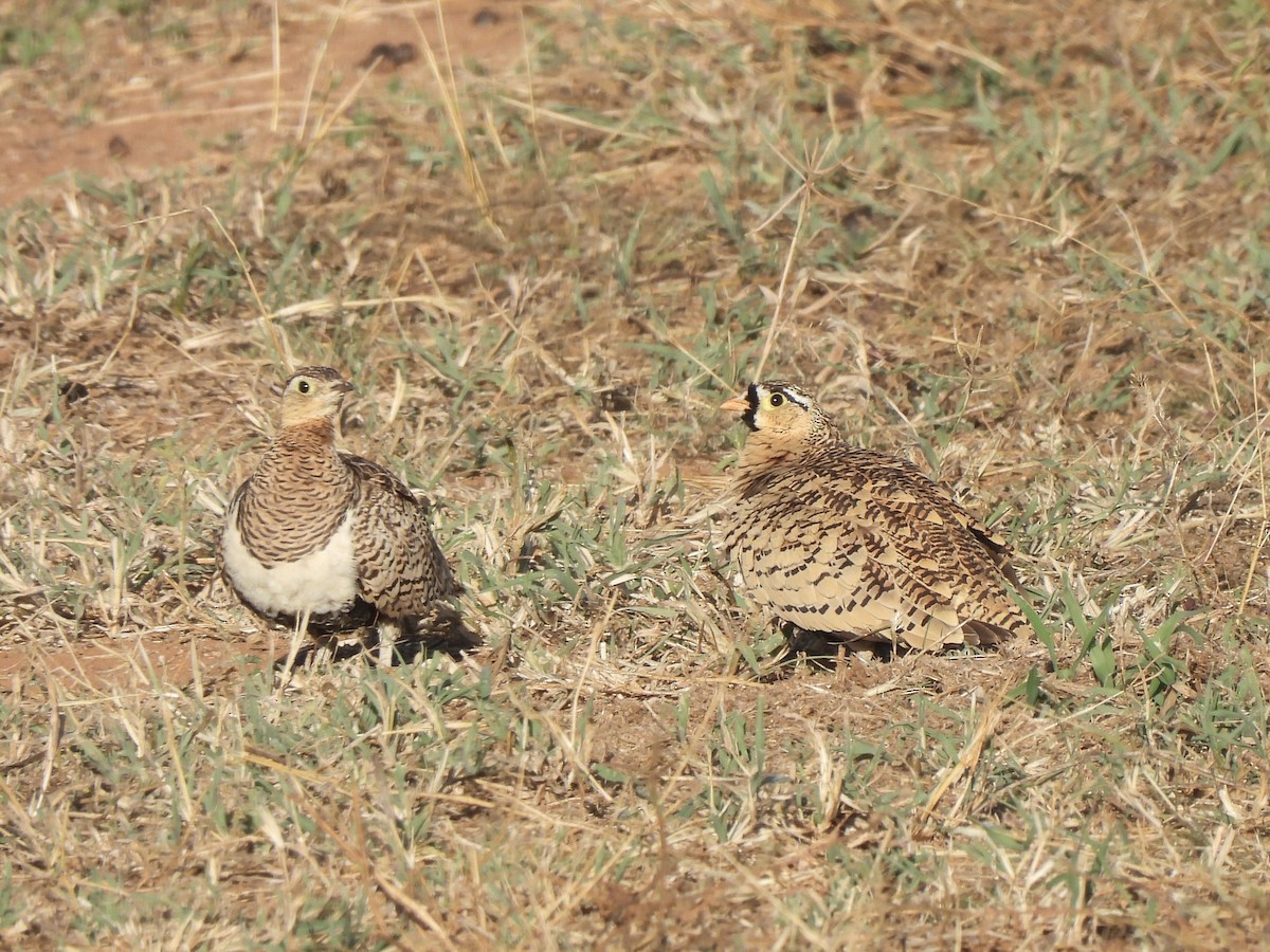 Black-faced Sandgrouse - Adrián Colino Barea