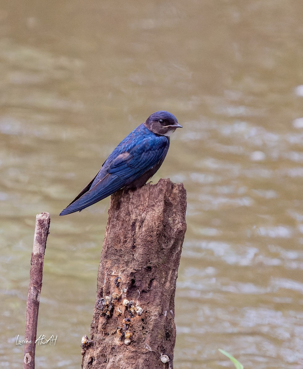 White-throated Blue Swallow - ML623975124