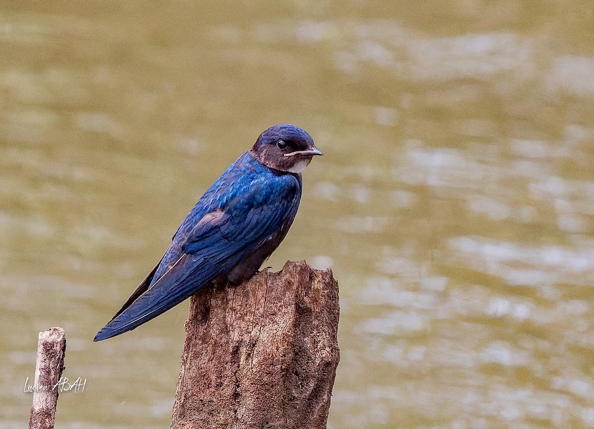 White-throated Blue Swallow - ML623975125