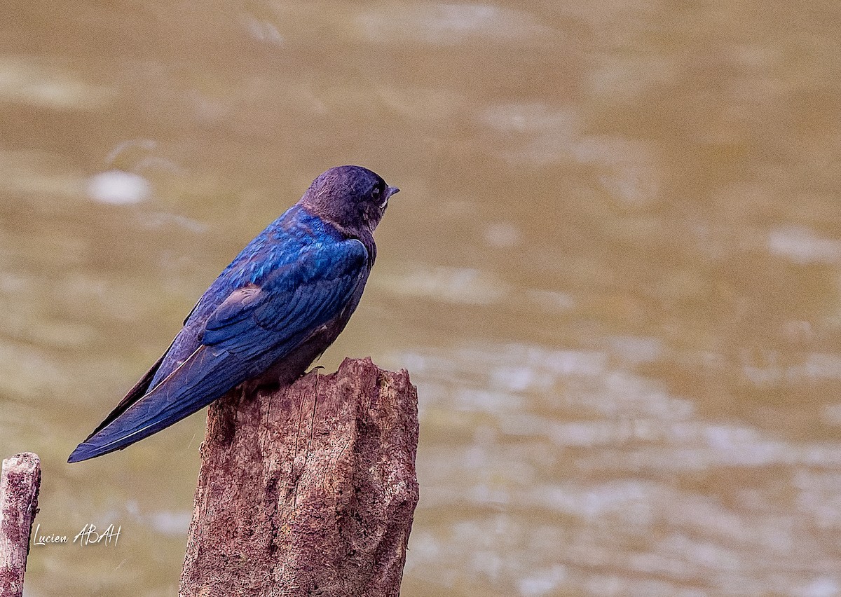 White-throated Blue Swallow - ML623975126