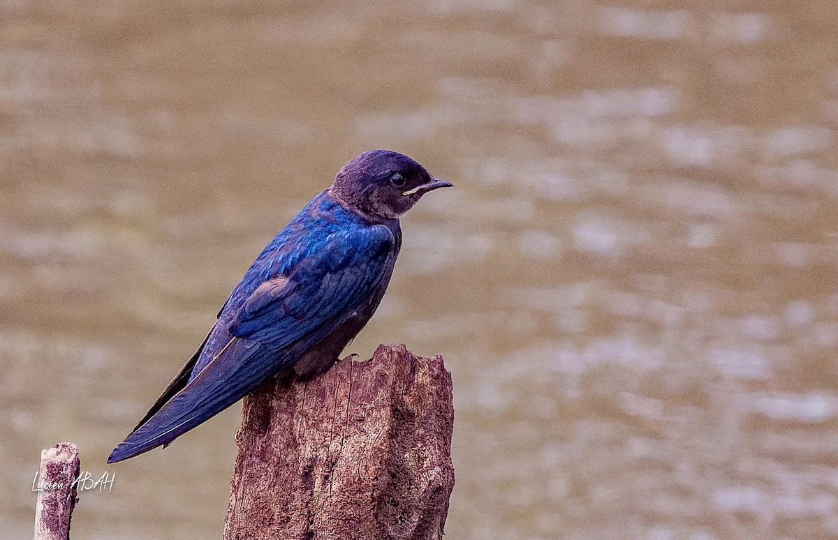 White-throated Blue Swallow - ML623975128