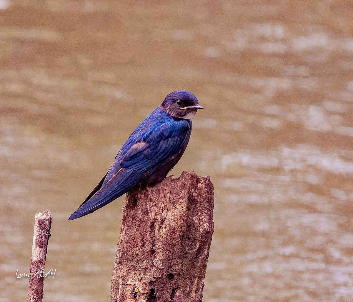 White-throated Blue Swallow - ML623975129