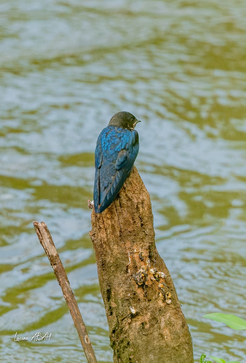 White-throated Blue Swallow - ML623975131