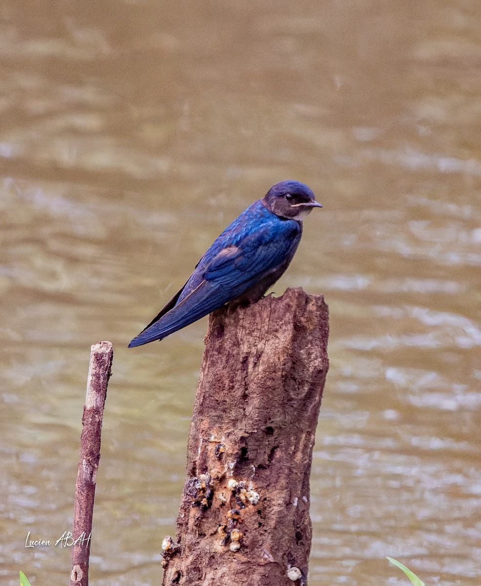 White-throated Blue Swallow - ML623975132