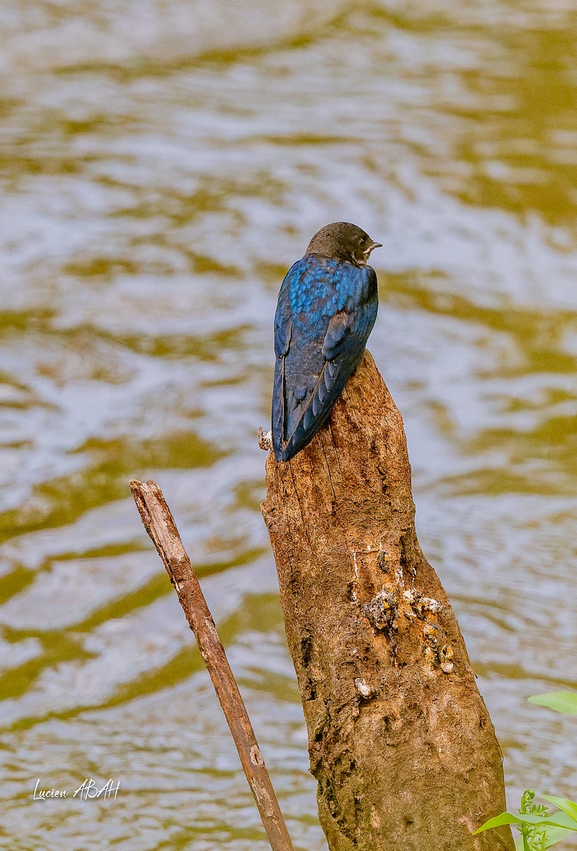 White-throated Blue Swallow - ML623975133