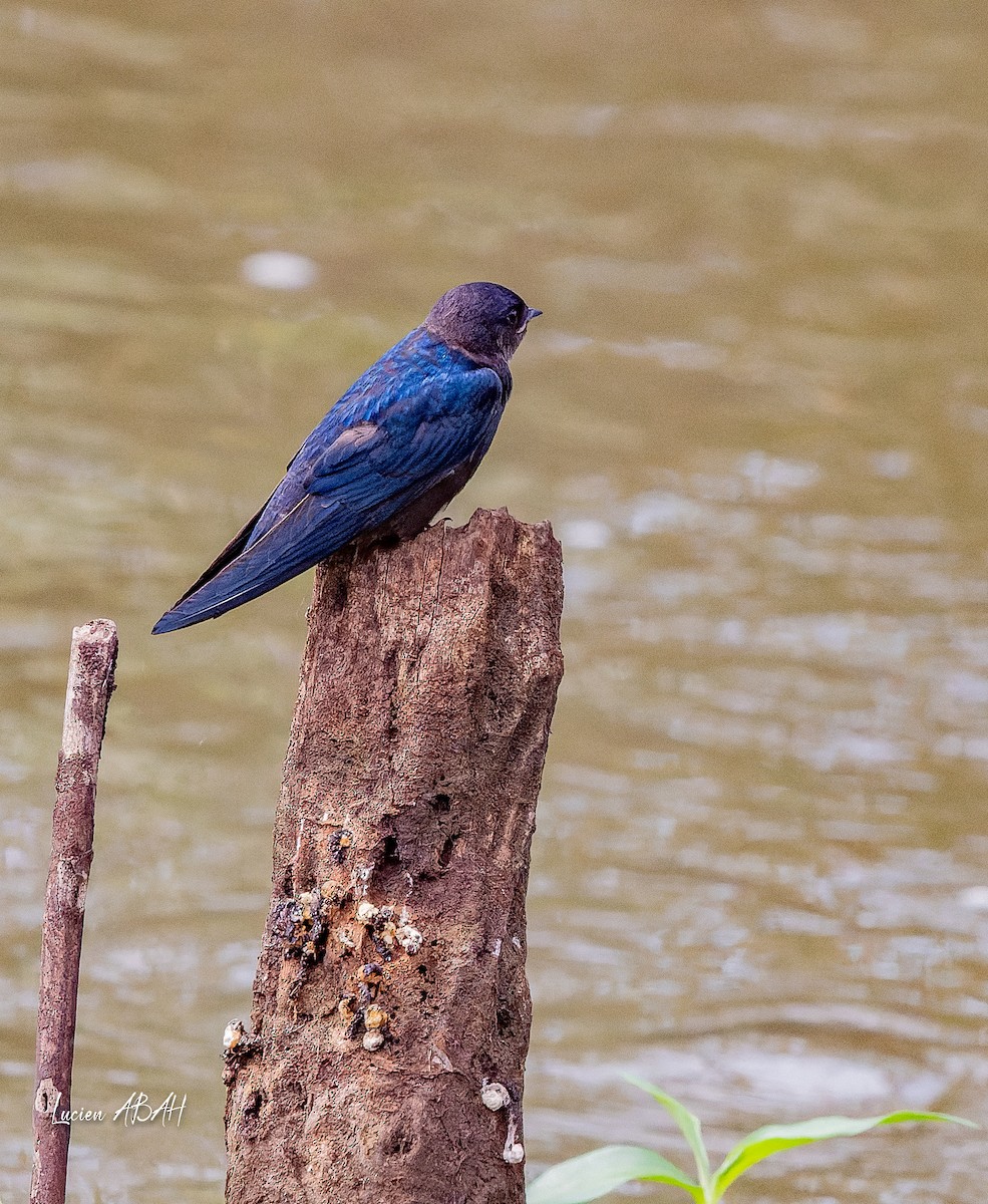 White-throated Blue Swallow - ML623975134