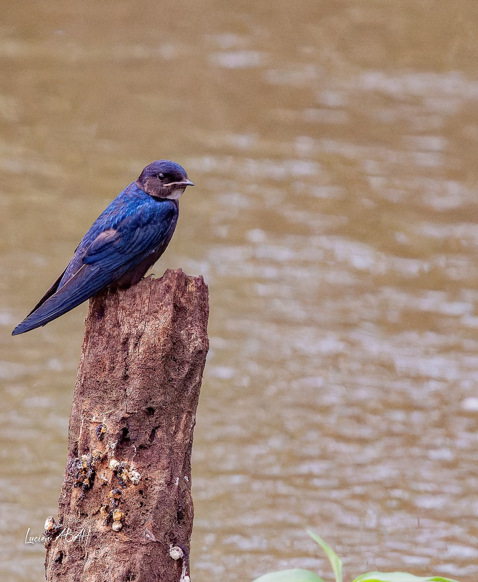 White-throated Blue Swallow - ML623975135