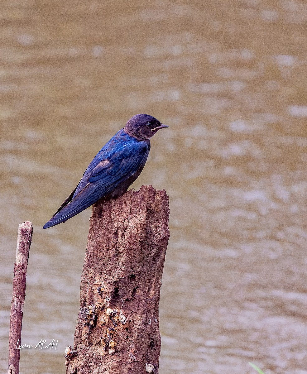 White-throated Blue Swallow - ML623975136