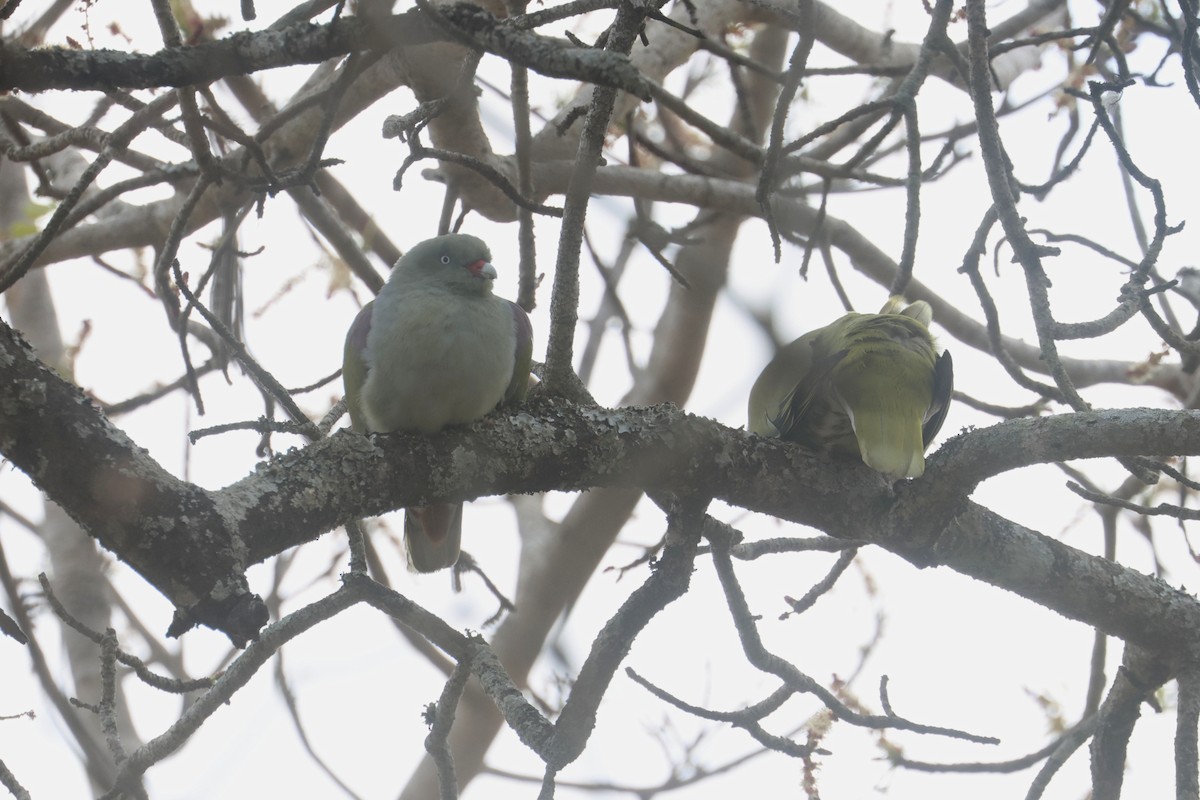 African Green-Pigeon (Gray-breasted) - ML623975137