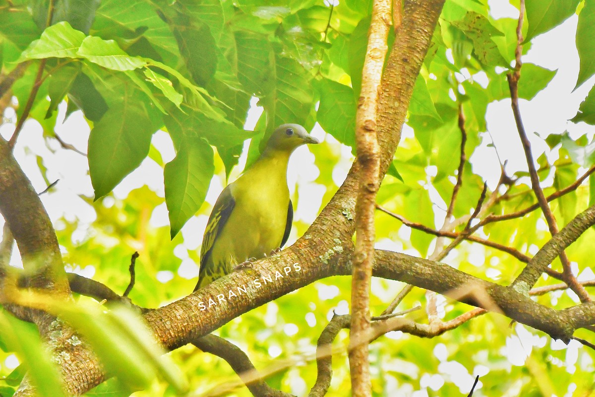 Gray-fronted Green-Pigeon - ML623975139