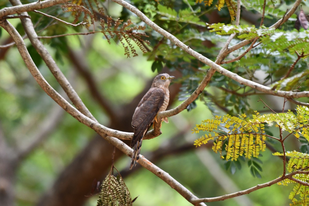 Common Hawk-Cuckoo - ML623975142