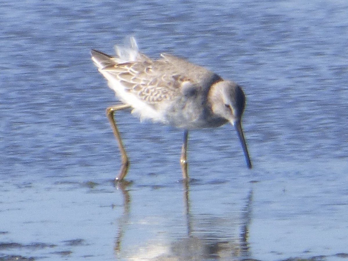 Stilt Sandpiper - Hazem Alkhan