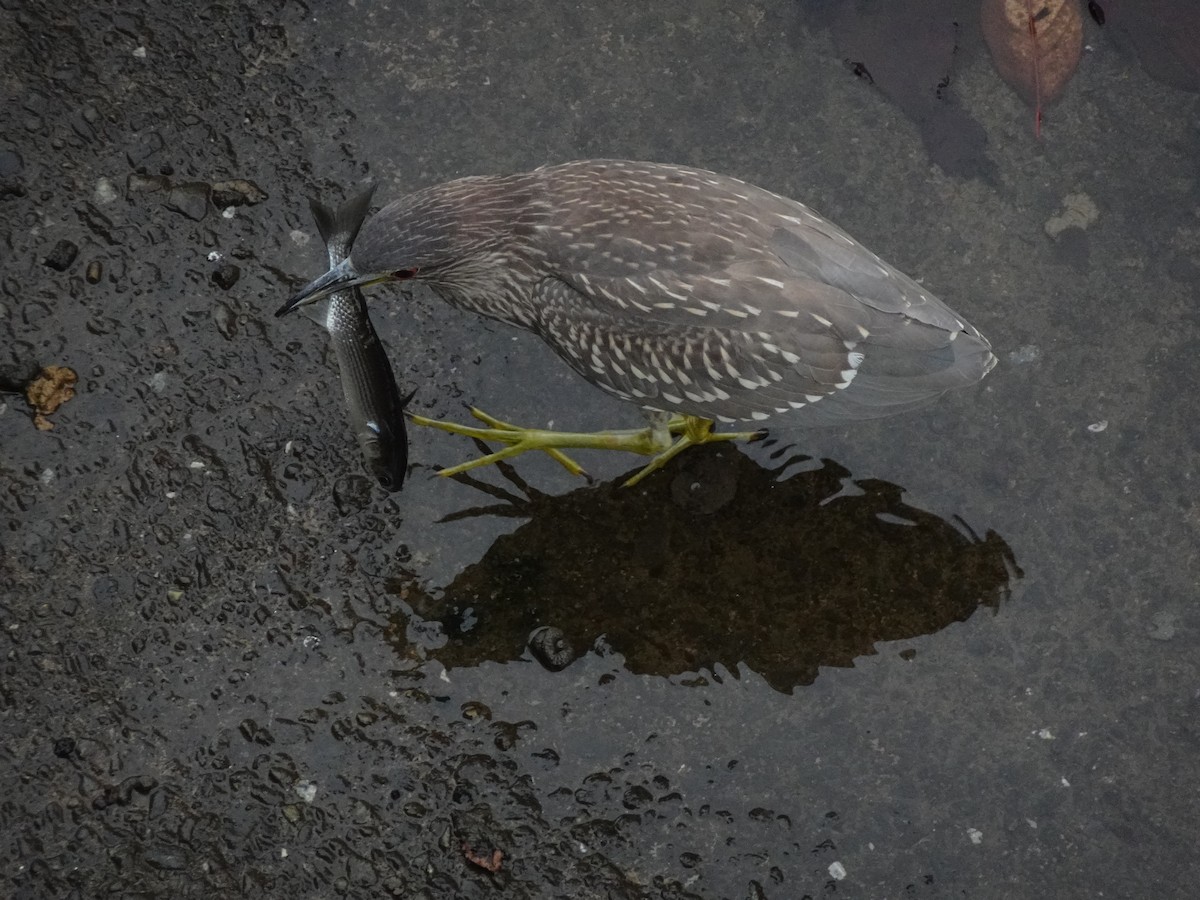 Black-crowned Night Heron - ML623975151