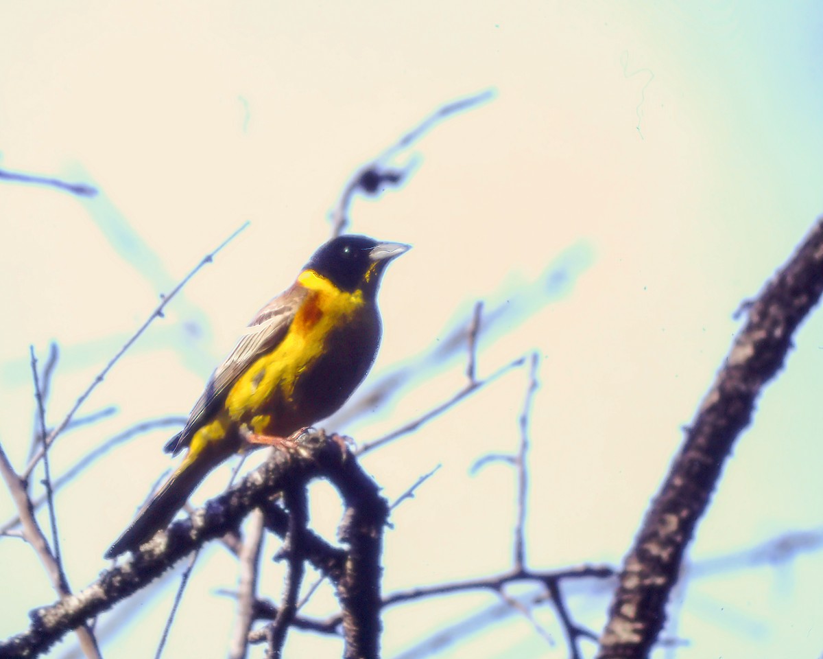 Black-headed Bunting - ML623975154