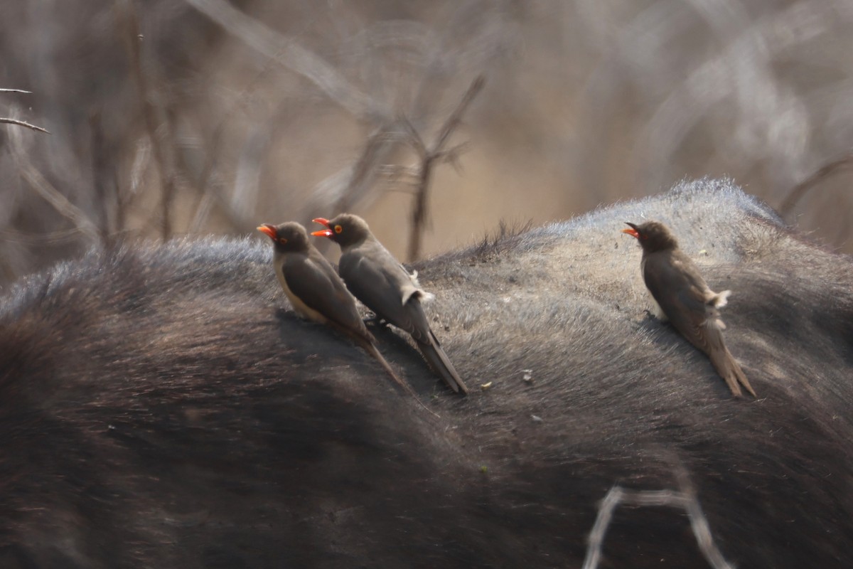 Red-billed Oxpecker - ML623975155