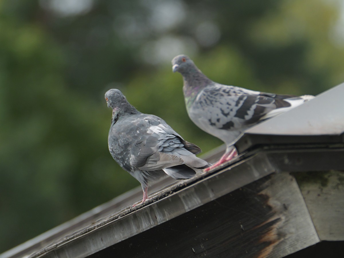 Rock Pigeon (Feral Pigeon) - ML623975159