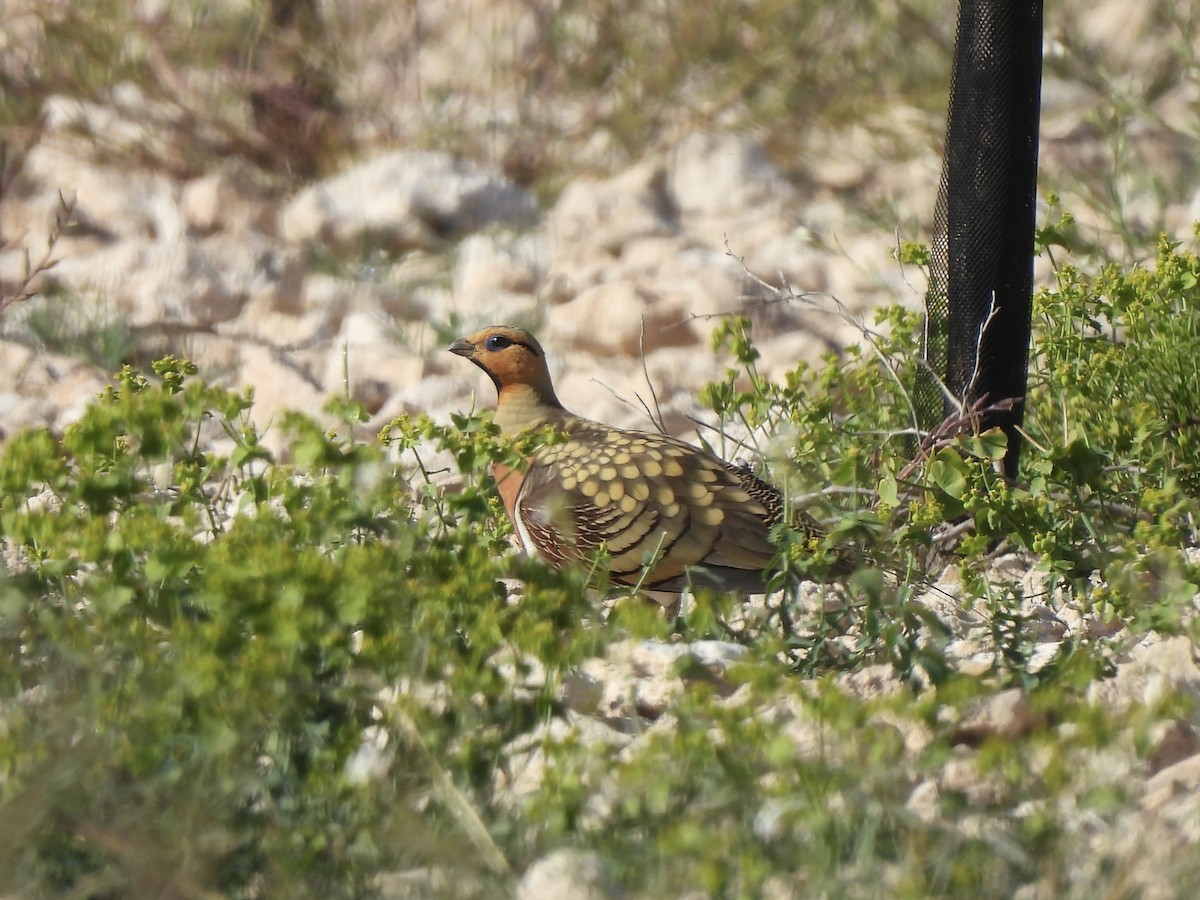 Pin-tailed Sandgrouse - Adrián Colino Barea