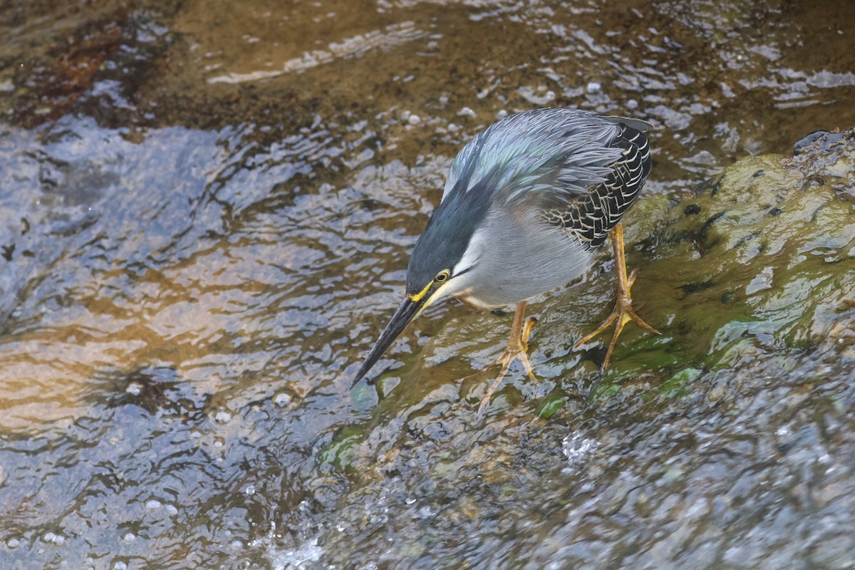 krabbehegre (atricapilla gr.) - ML623975164