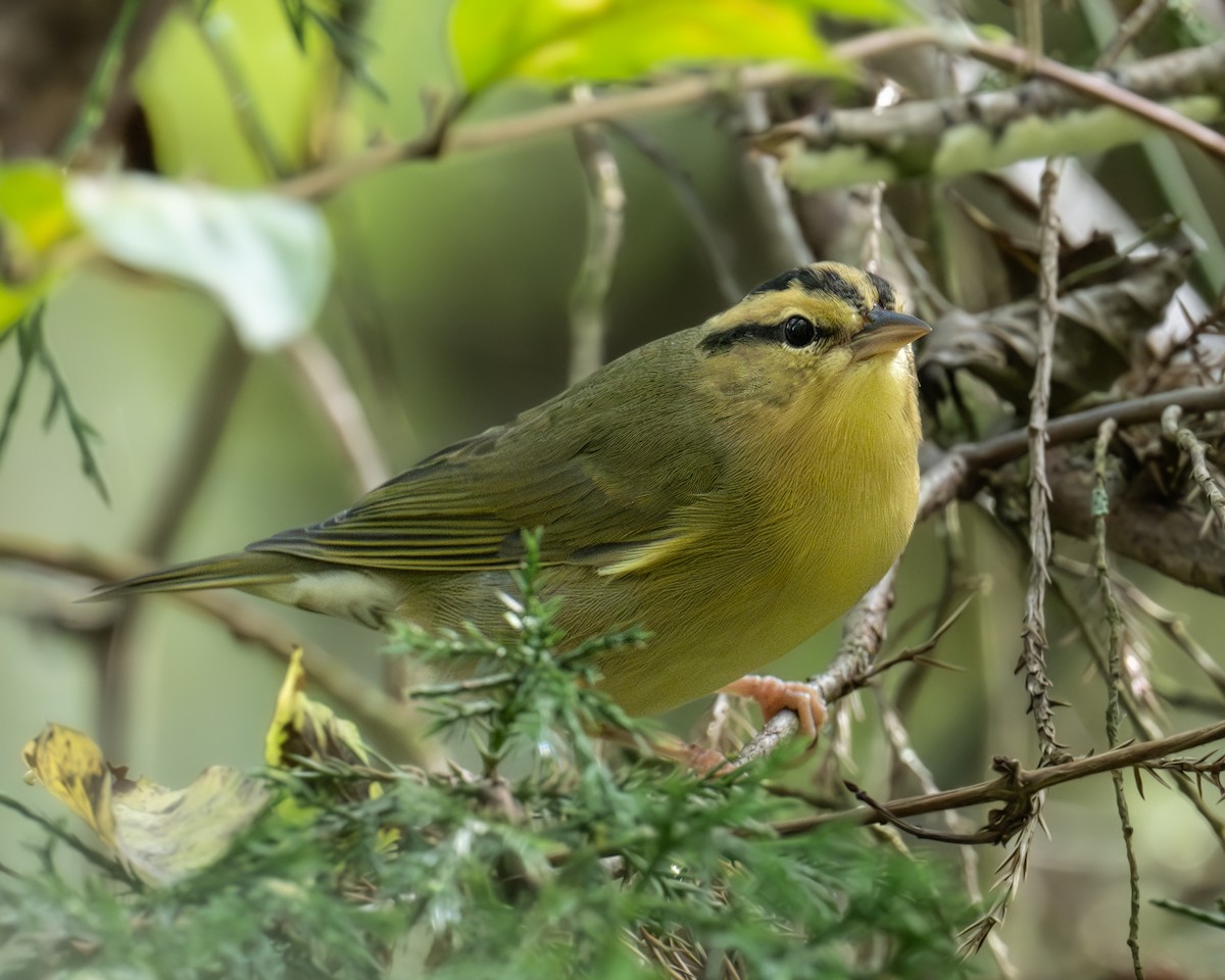 Worm-eating Warbler - ML623975167