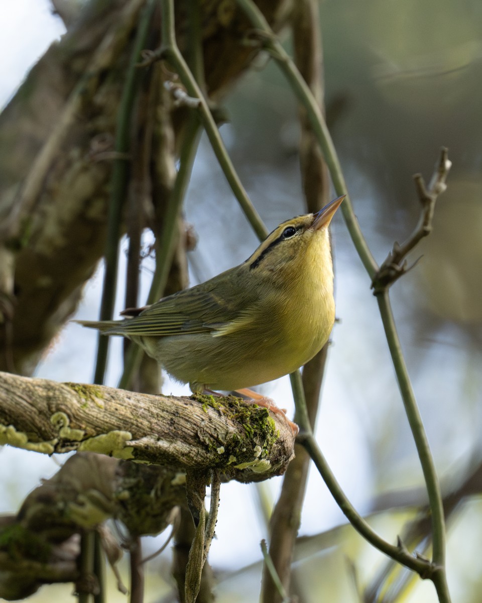 Worm-eating Warbler - Scott Mullens