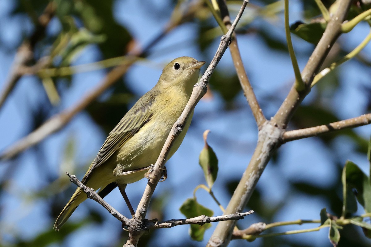 Yellow Warbler - ML623975169