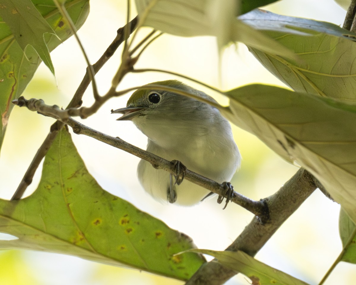 Chestnut-sided Warbler - Scott Mullens