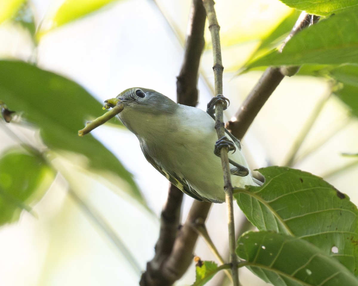 Chestnut-sided Warbler - ML623975171