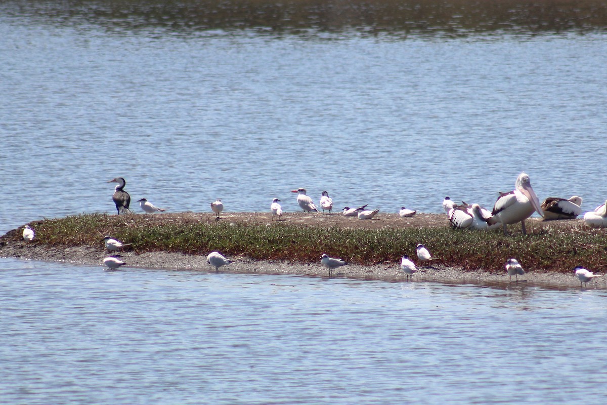 Caspian Tern - Kaden Porter